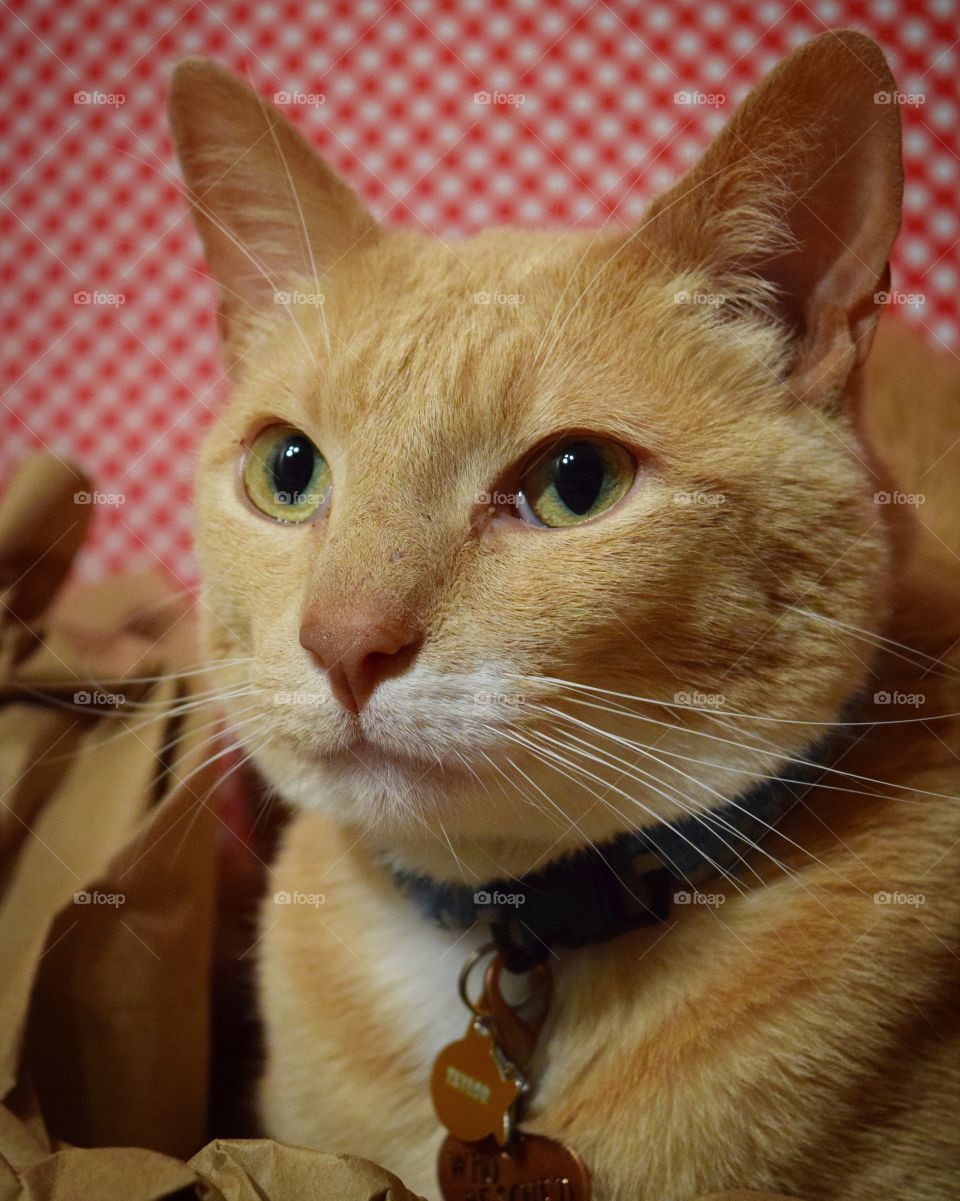 Testing out photo ideas with my boy! Taylor isn’t as good at posing for pictures, but he still did great! 