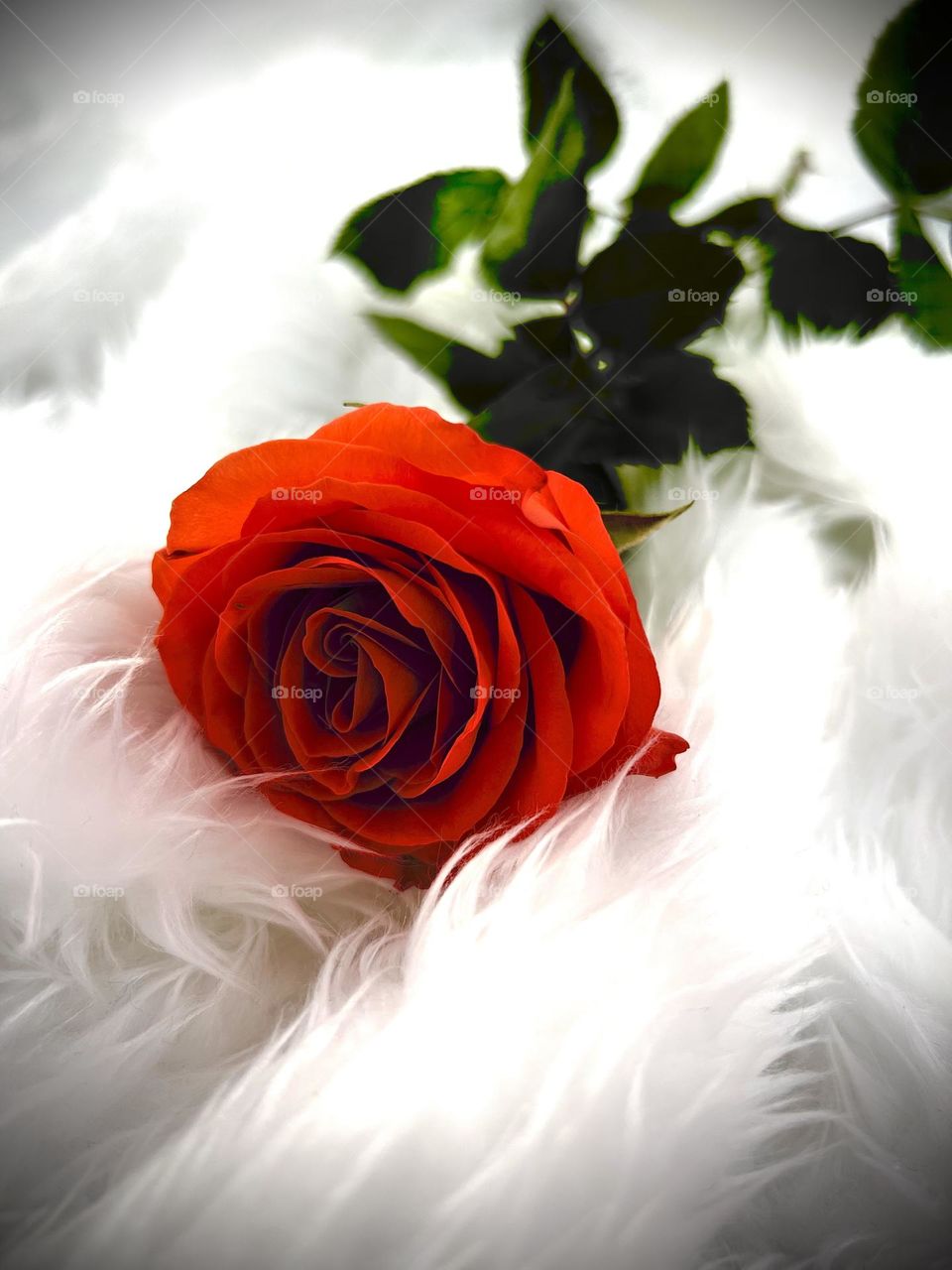 Eternal Elegance 🌹