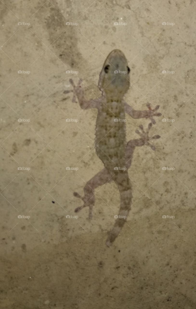 Gecko