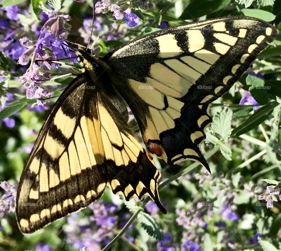 Butterfly, Swallowtail