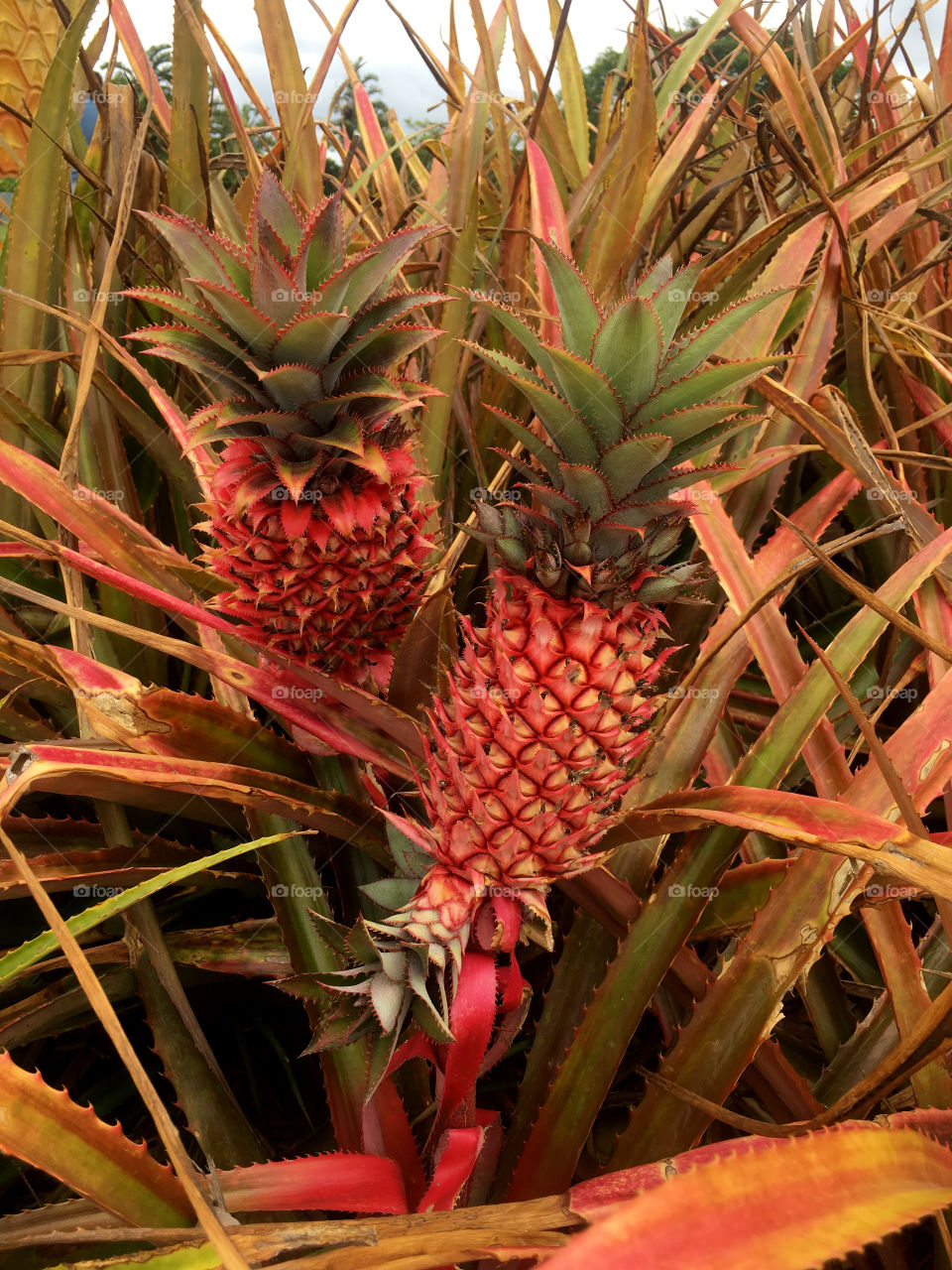 Pineapples growing on plant