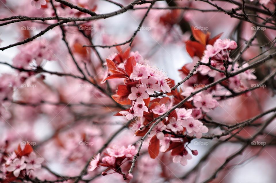 Branch, Tree, Nature, Flower, Cherry