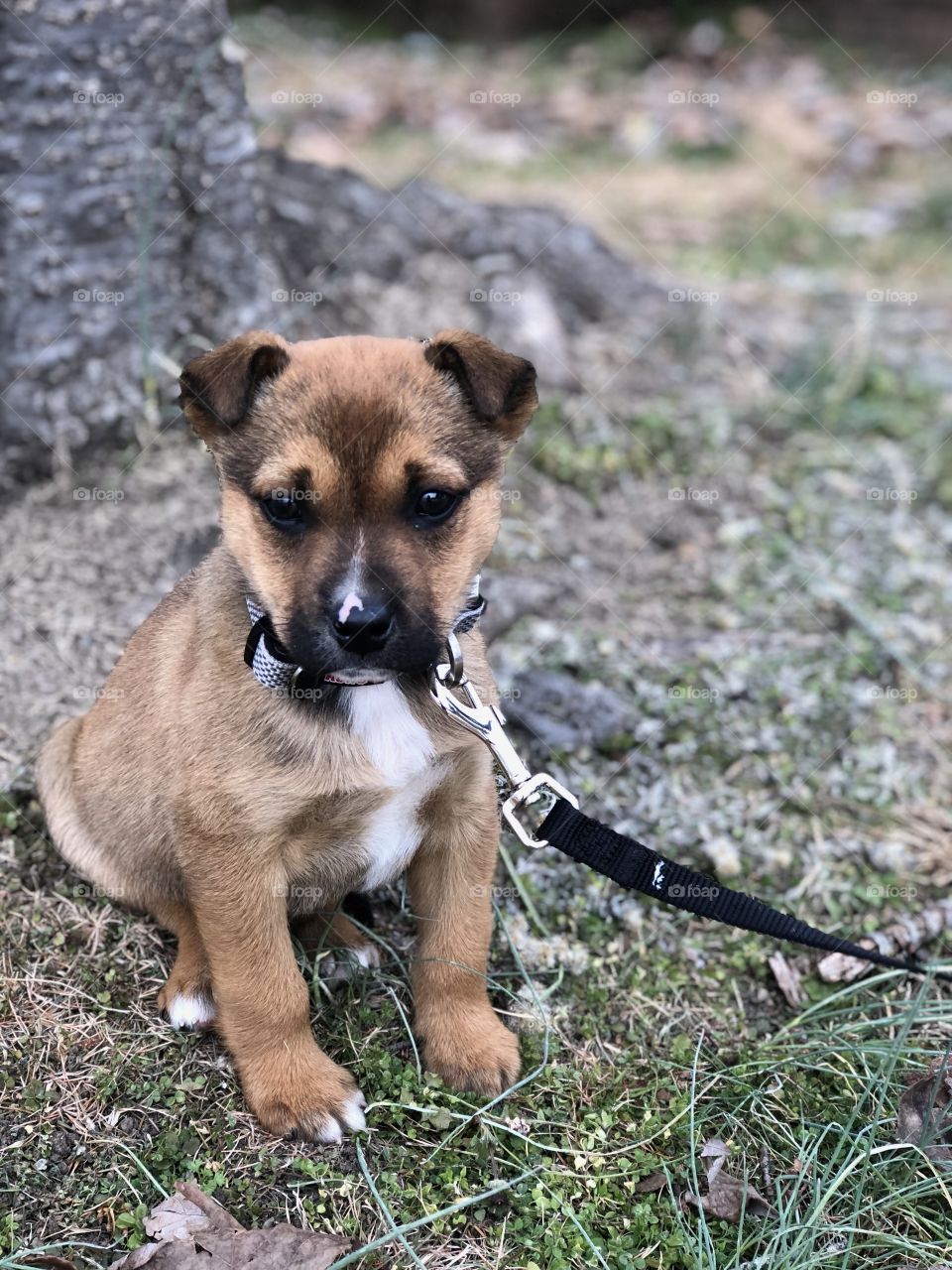 German Shepard/ boxer mixed puppy at 8 weeks old 