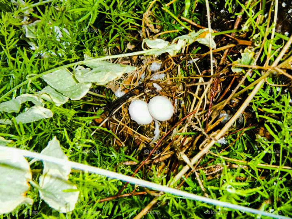 Nest