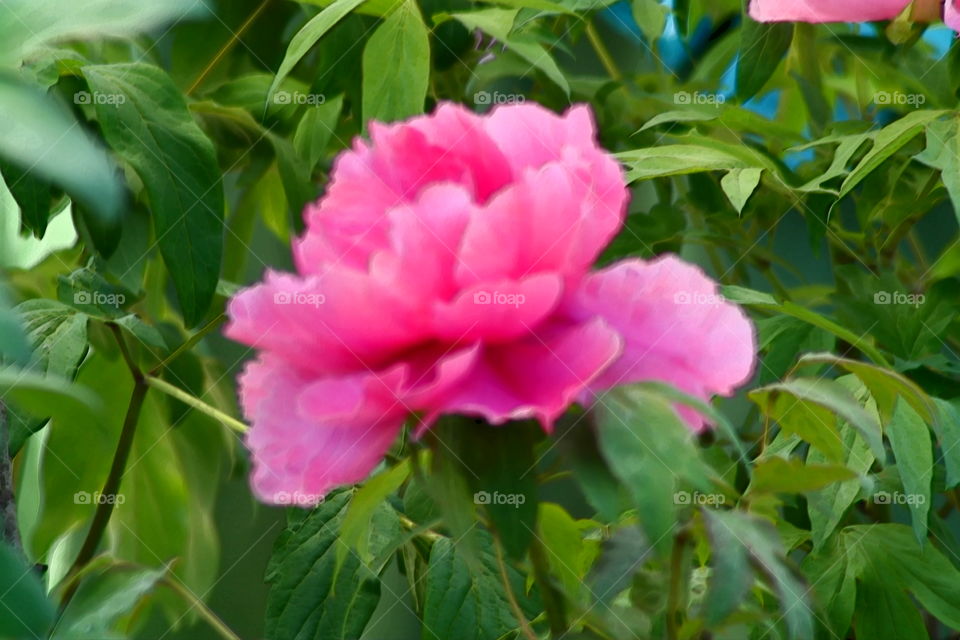 peonia