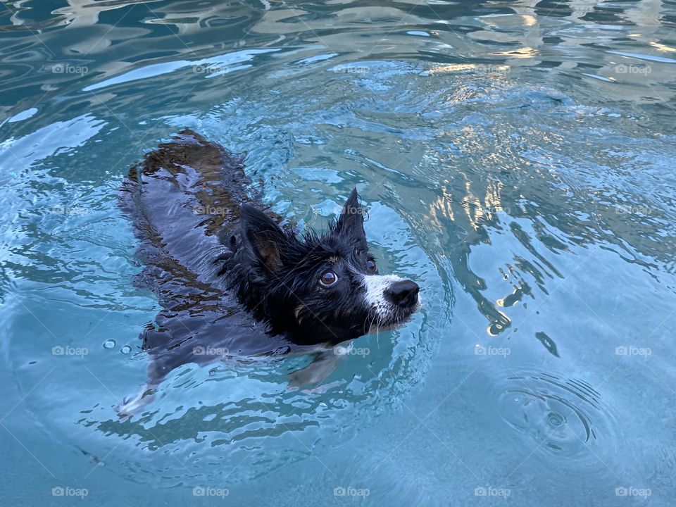 High angle view of a black and white border collie swimming in a pool 