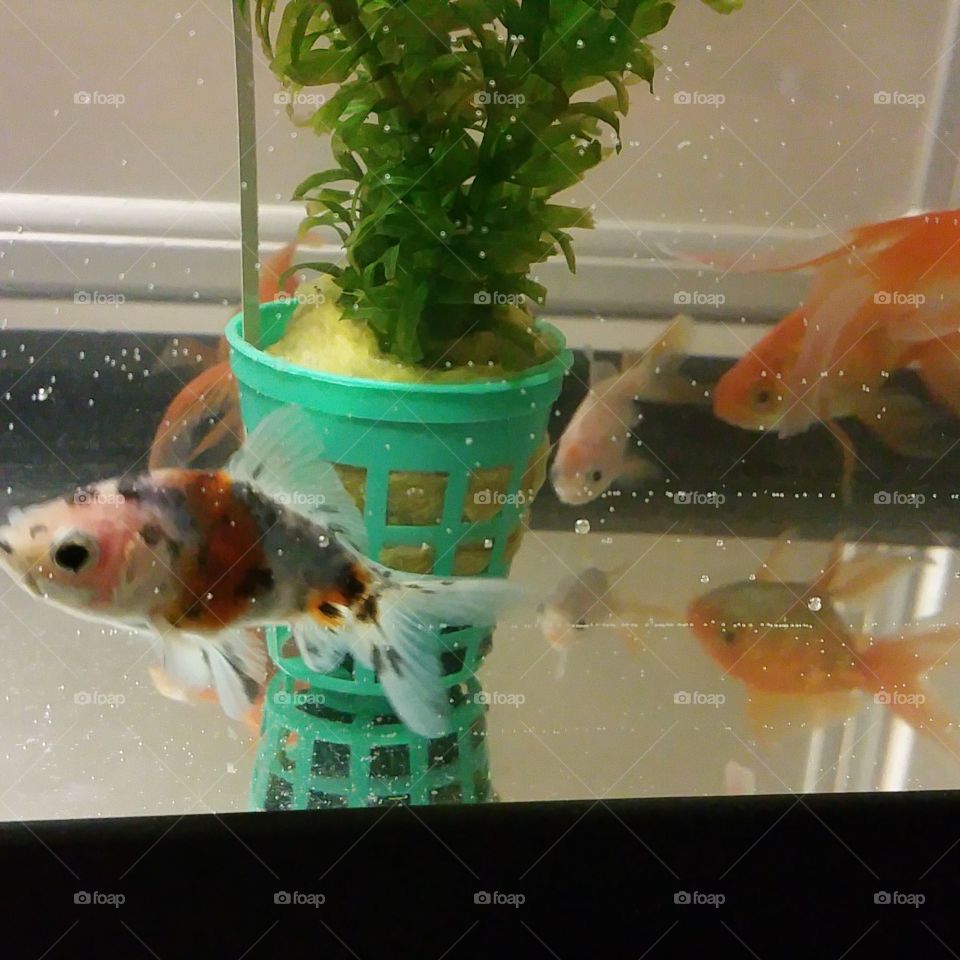 My lovely fishes, colorful fish