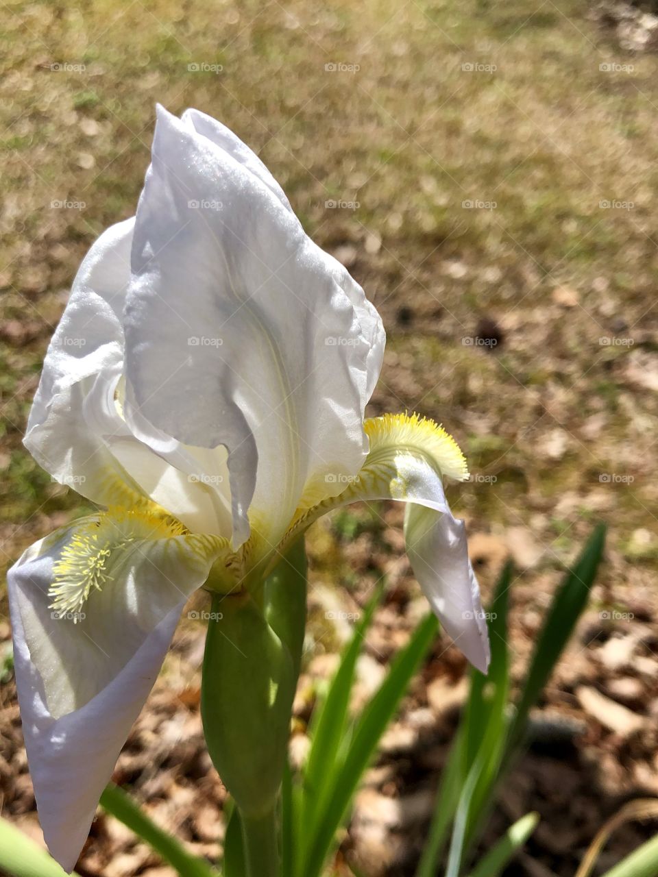 First iris of spring 