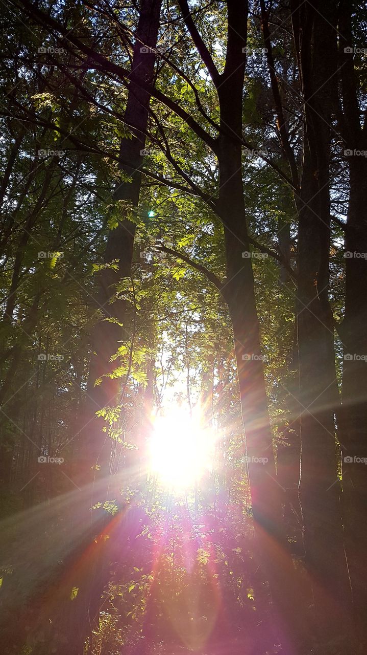 sunshine in the morning