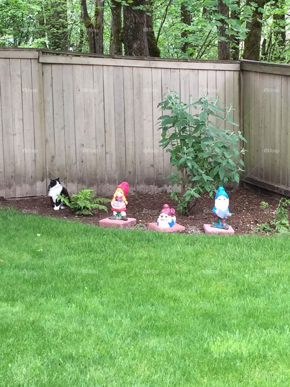 Cat Scene With Gnomes. Cat Posing With Gnomes
