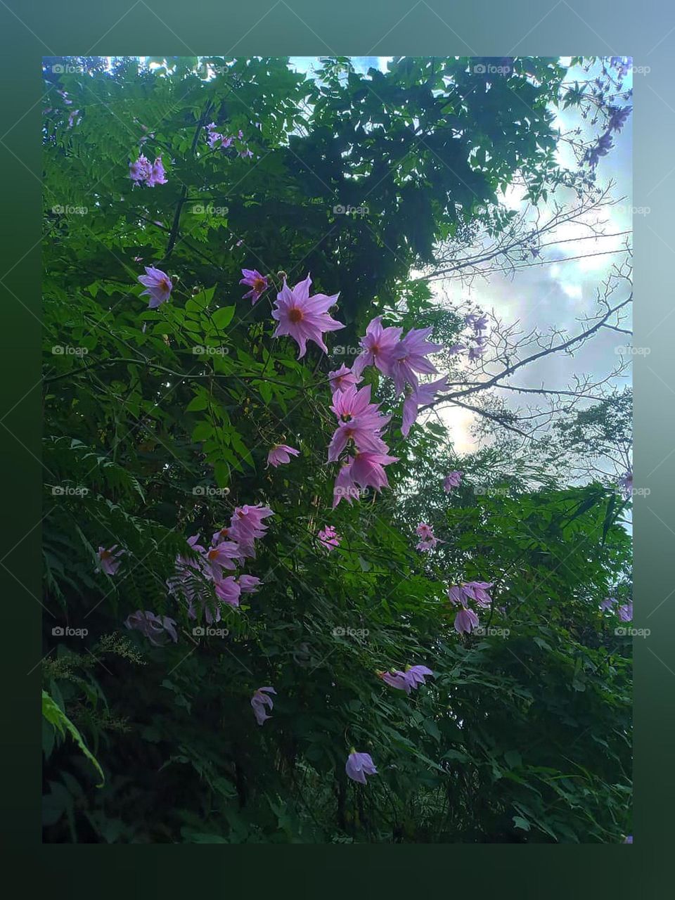 Wild flowers in our language it's called as chape Rukh❤️