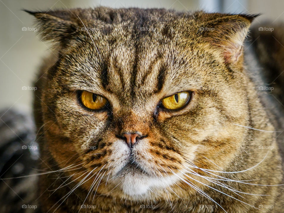 beautiful yellow eyes