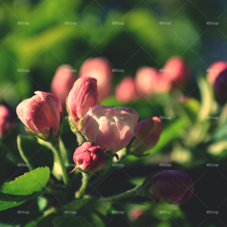 Apple tree in bloom