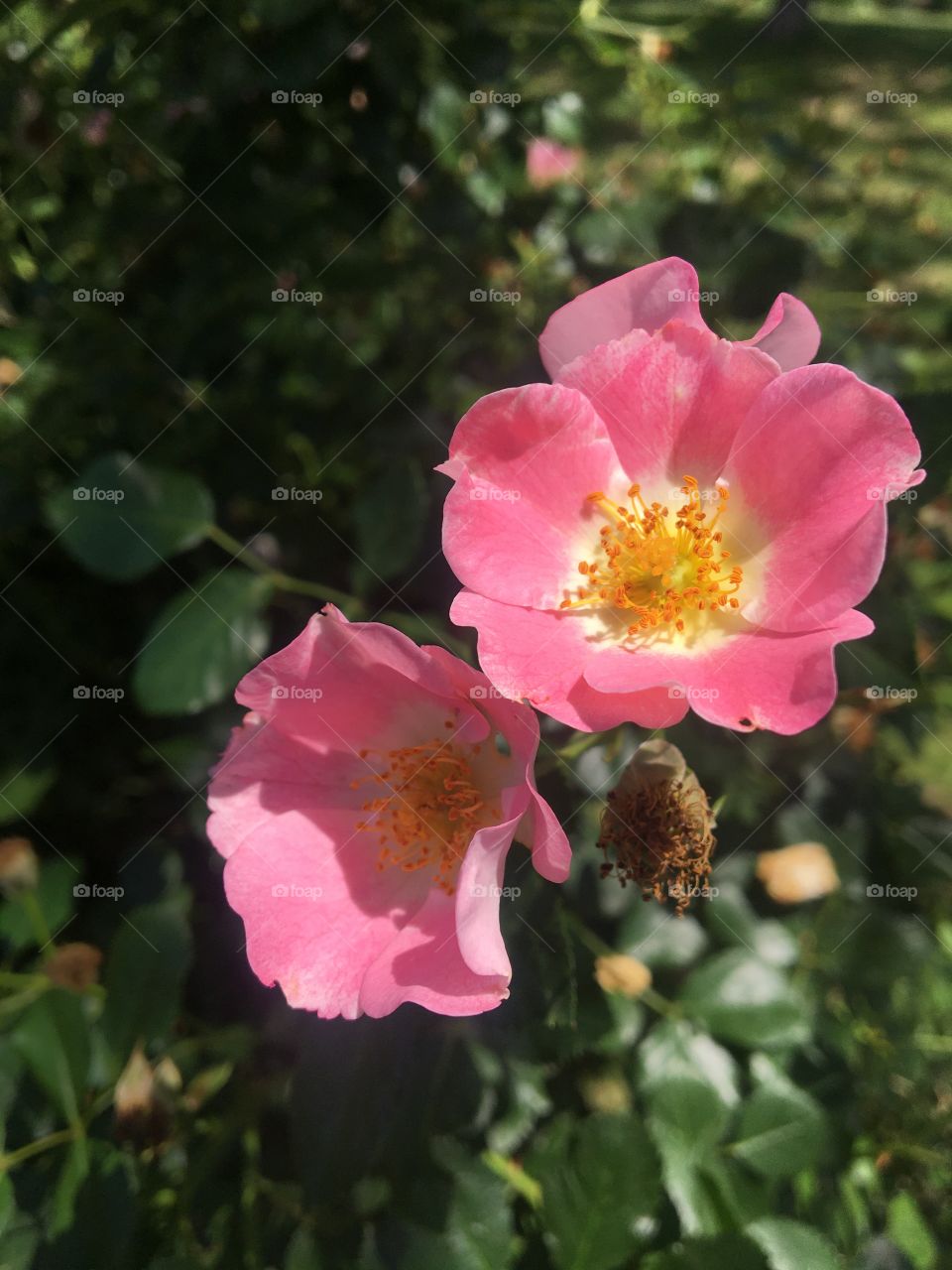 Wild pink roses on June day 