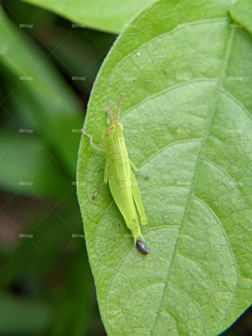 grasshopper