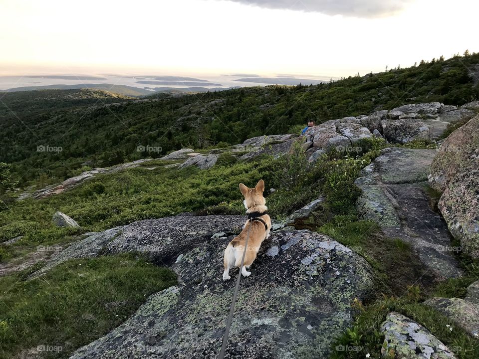 Corgi on vacation in Maine 