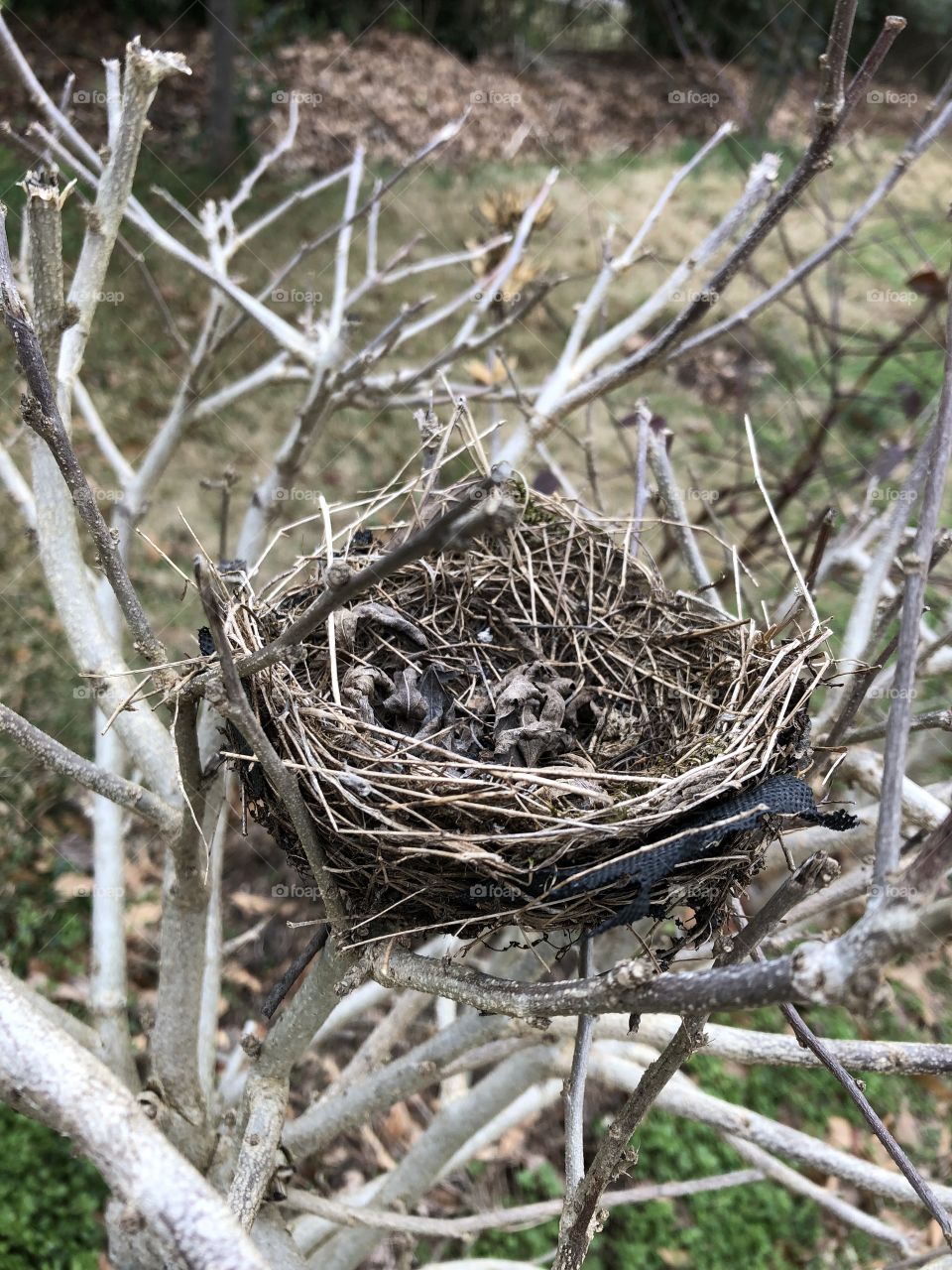 A bird’s nest under camouflage construction- it nearly hides within the bare woven winter branches. 