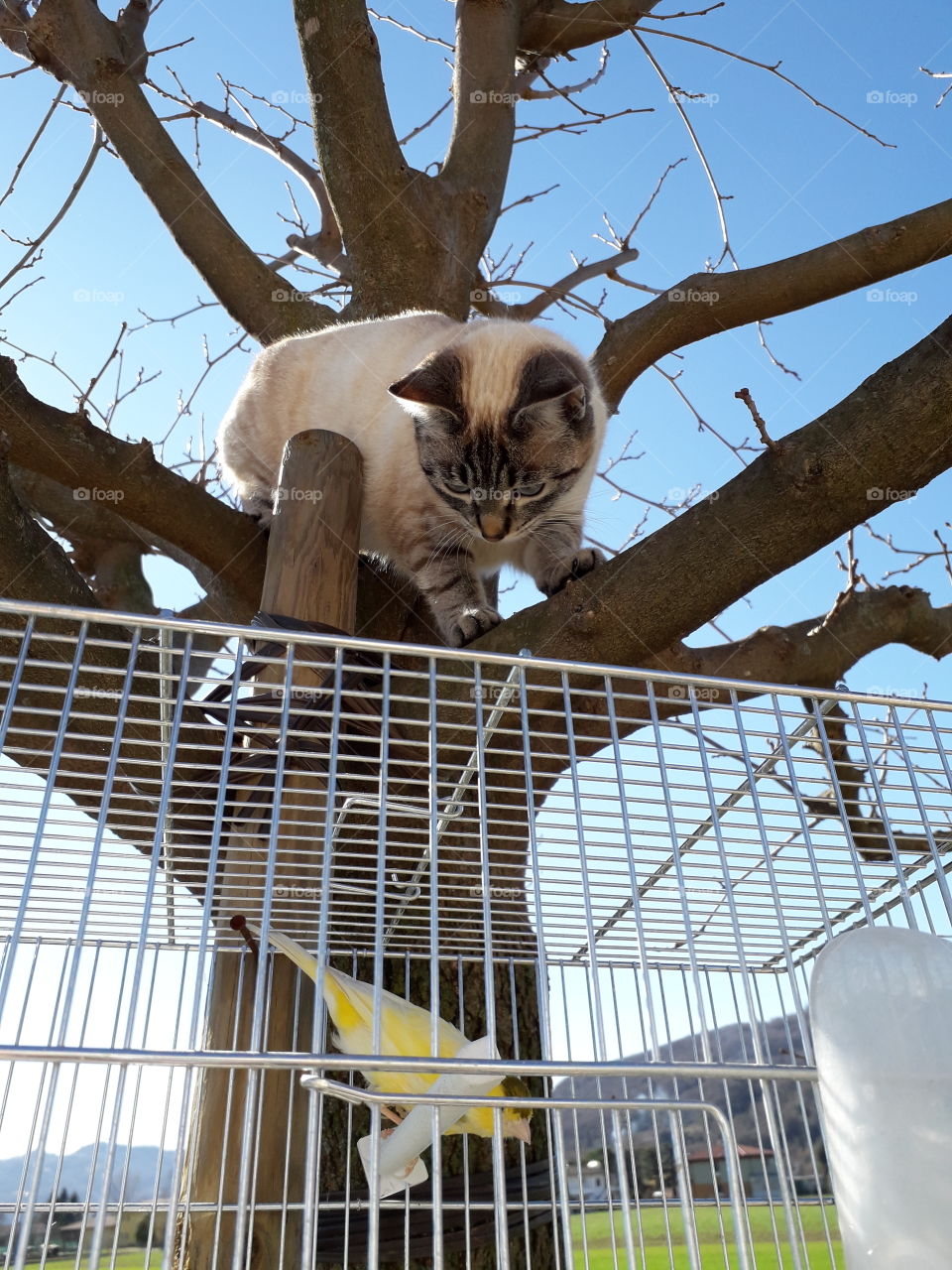my cat and my canary