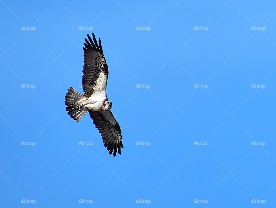 Osprey flying in the blue sky