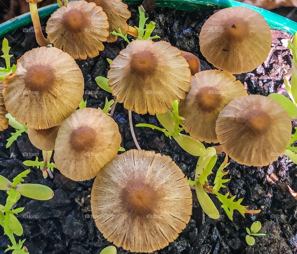 Bolbitiaceae mushroom caps viewed from above revealing their circular shape