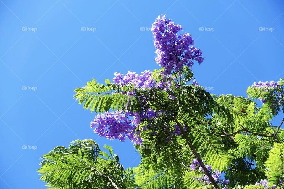 Jacaranda trees shows us purple flowers and green leaves from late spring to summer.