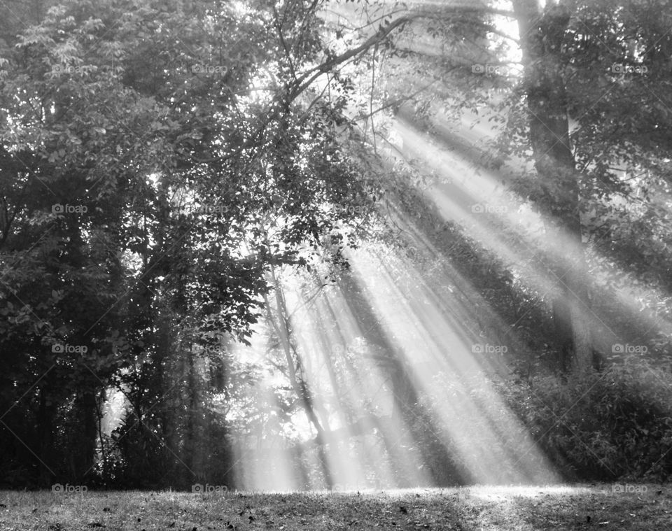 Sun rays coming through the trees, black and white 