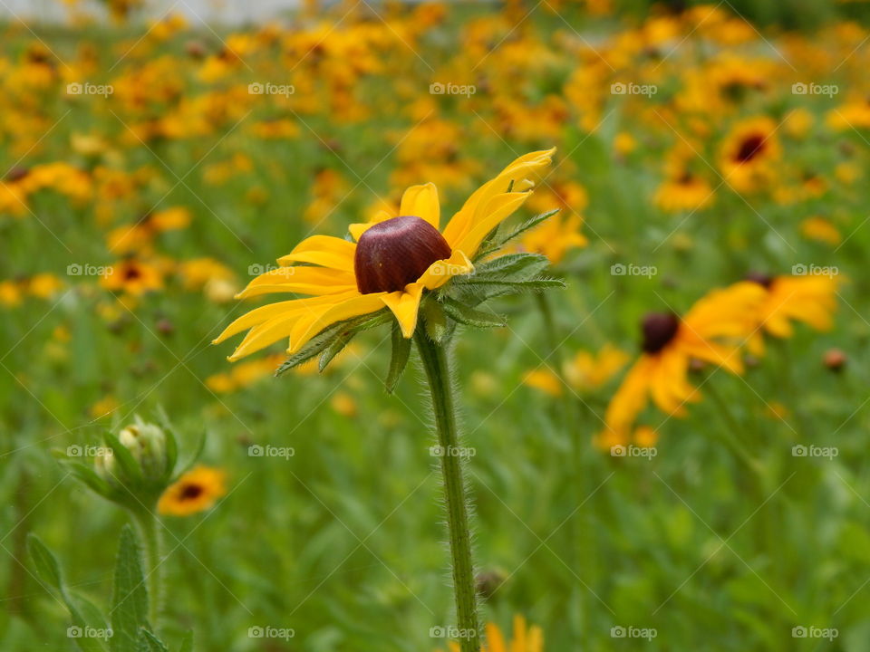field of yellow wildflowers