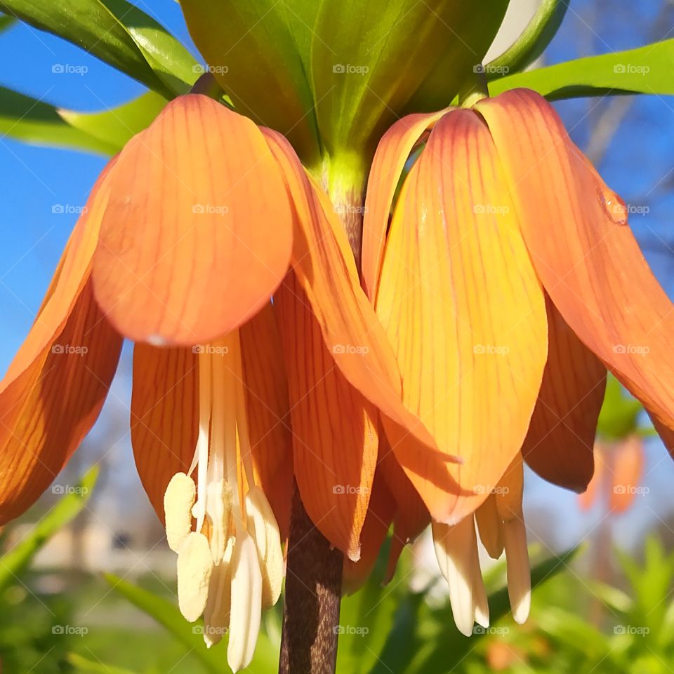 orange day flower