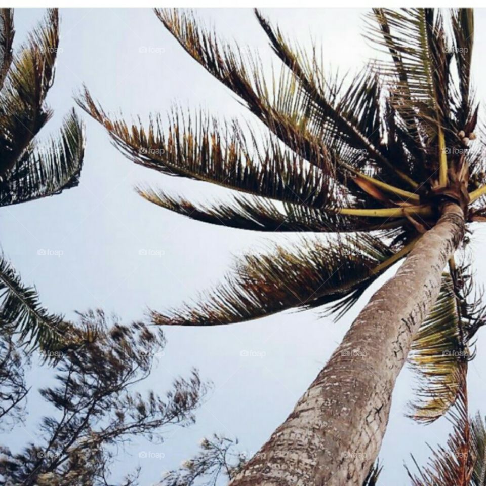 Chilling under coconut tree in Kilifi Kenya