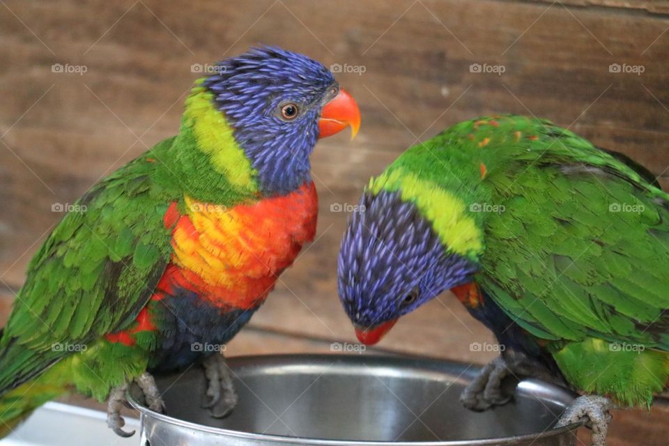 Two colorful parrots eating