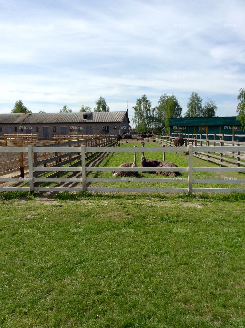 Ostrich farm