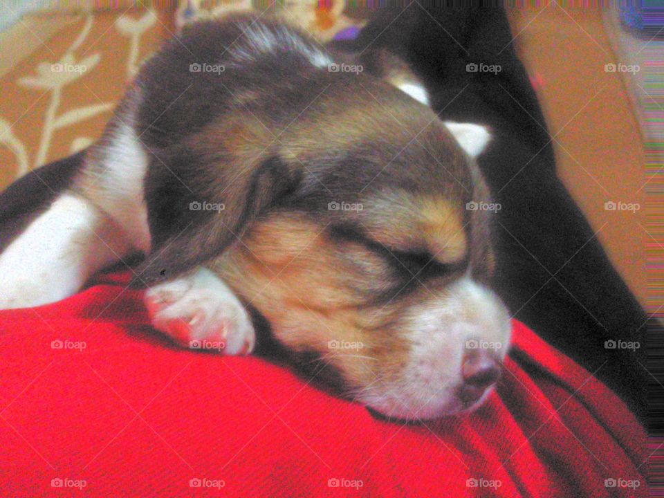 Baby Beagle Sleeping