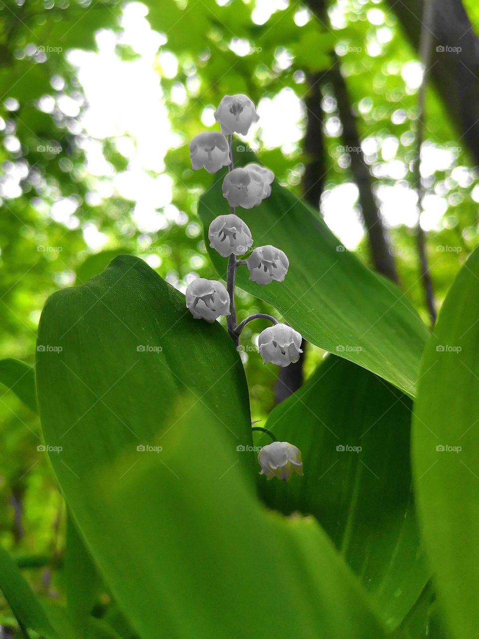 Lily of the valley