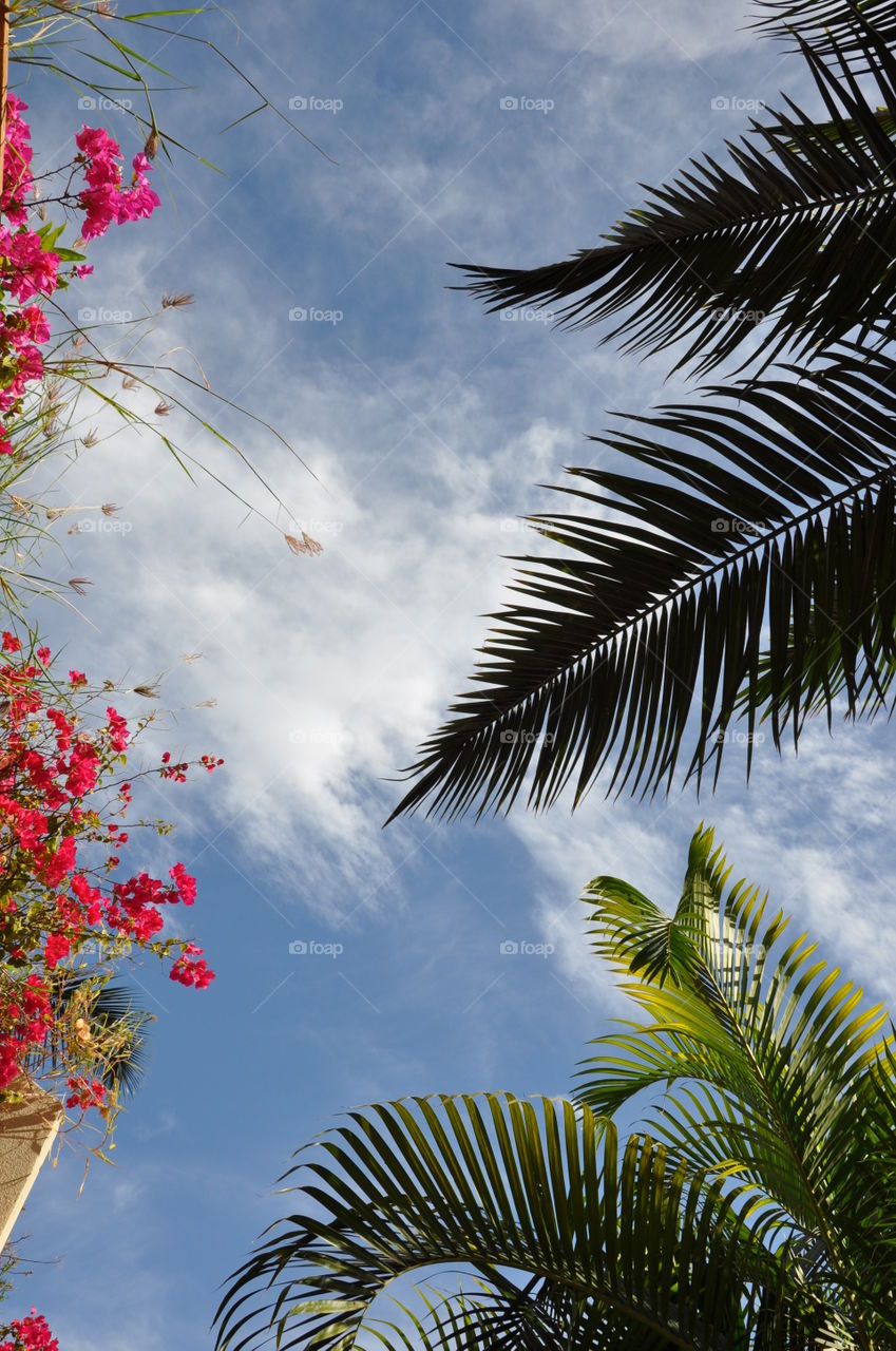 Tropical plants and blue sky