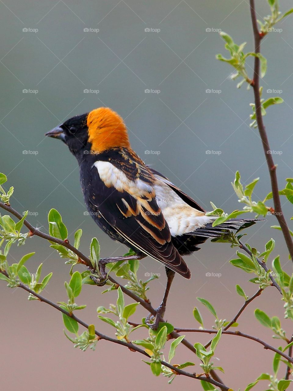 bobolink