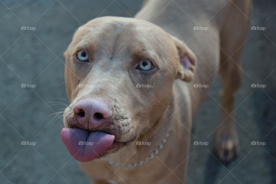 No Person, Mammal, Dog, Cute, Portrait