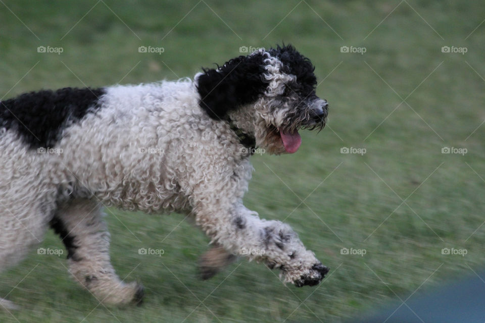 Dog having a run
