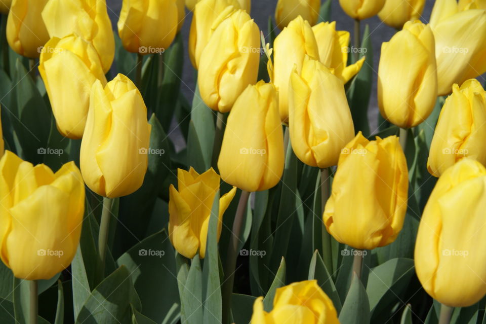 yellow tulips in Holland