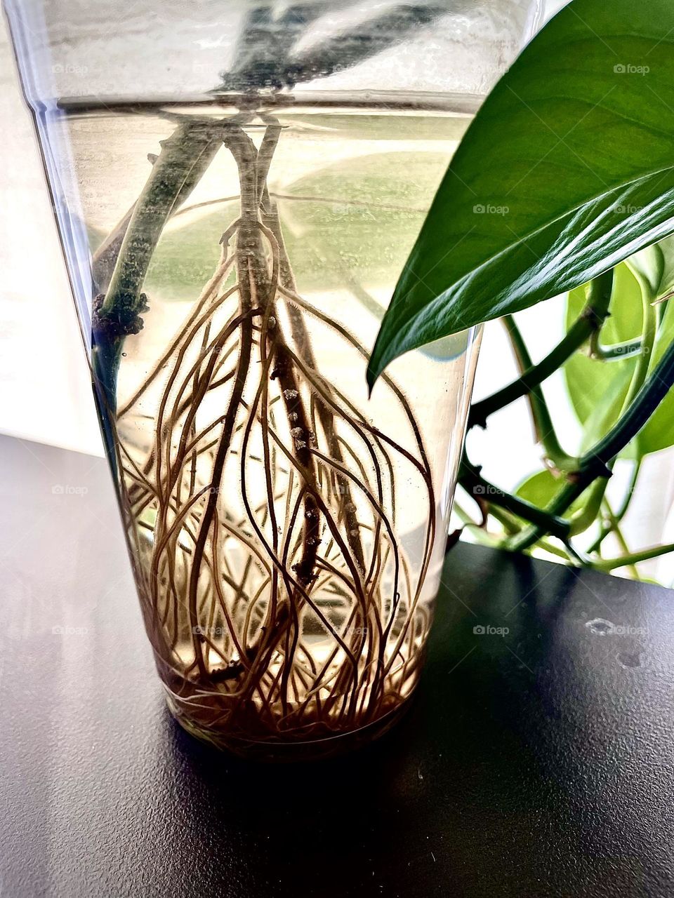 I believe this plant is overdue to be put in dirt, taken with iPhone 12