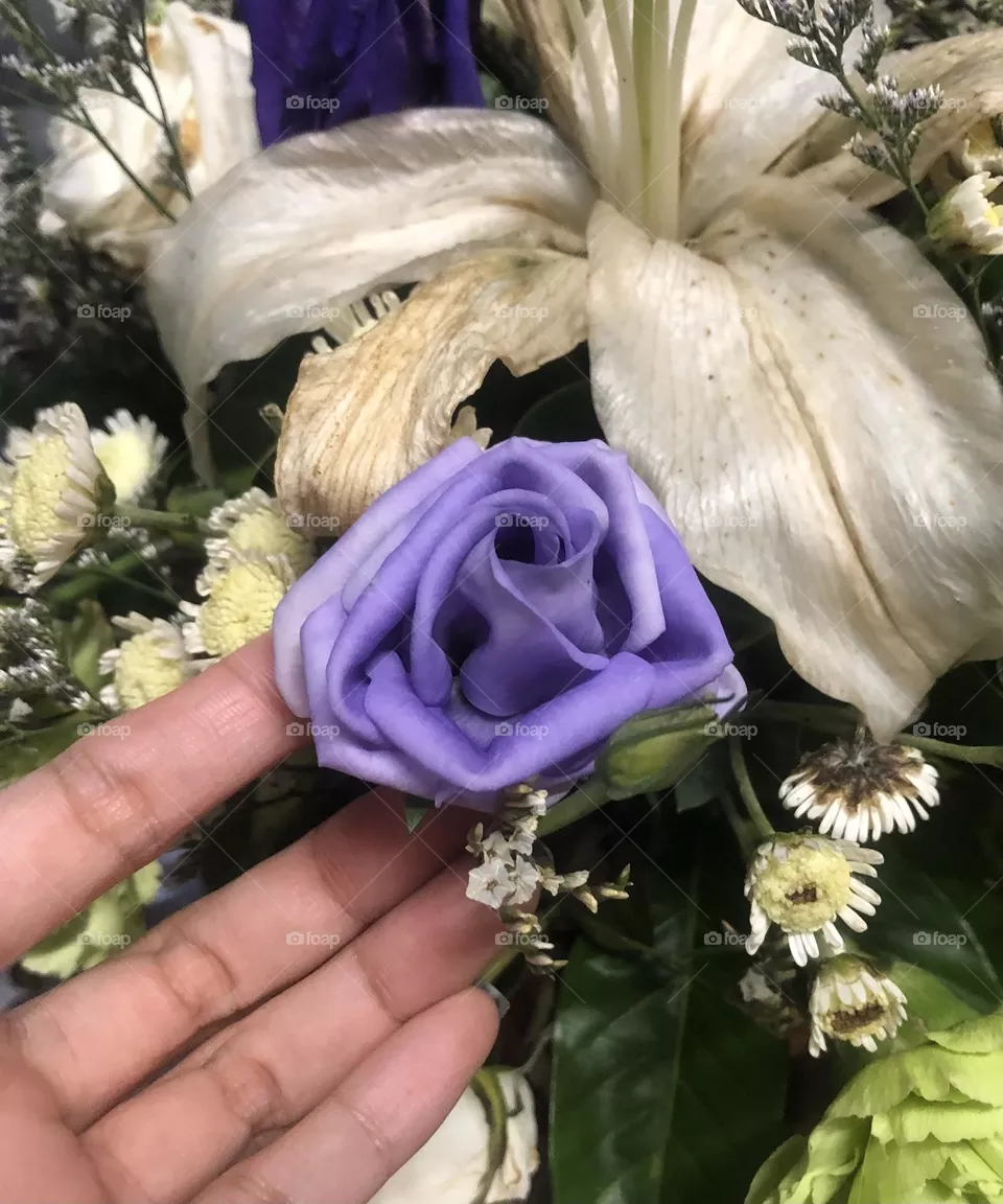 Purple rose