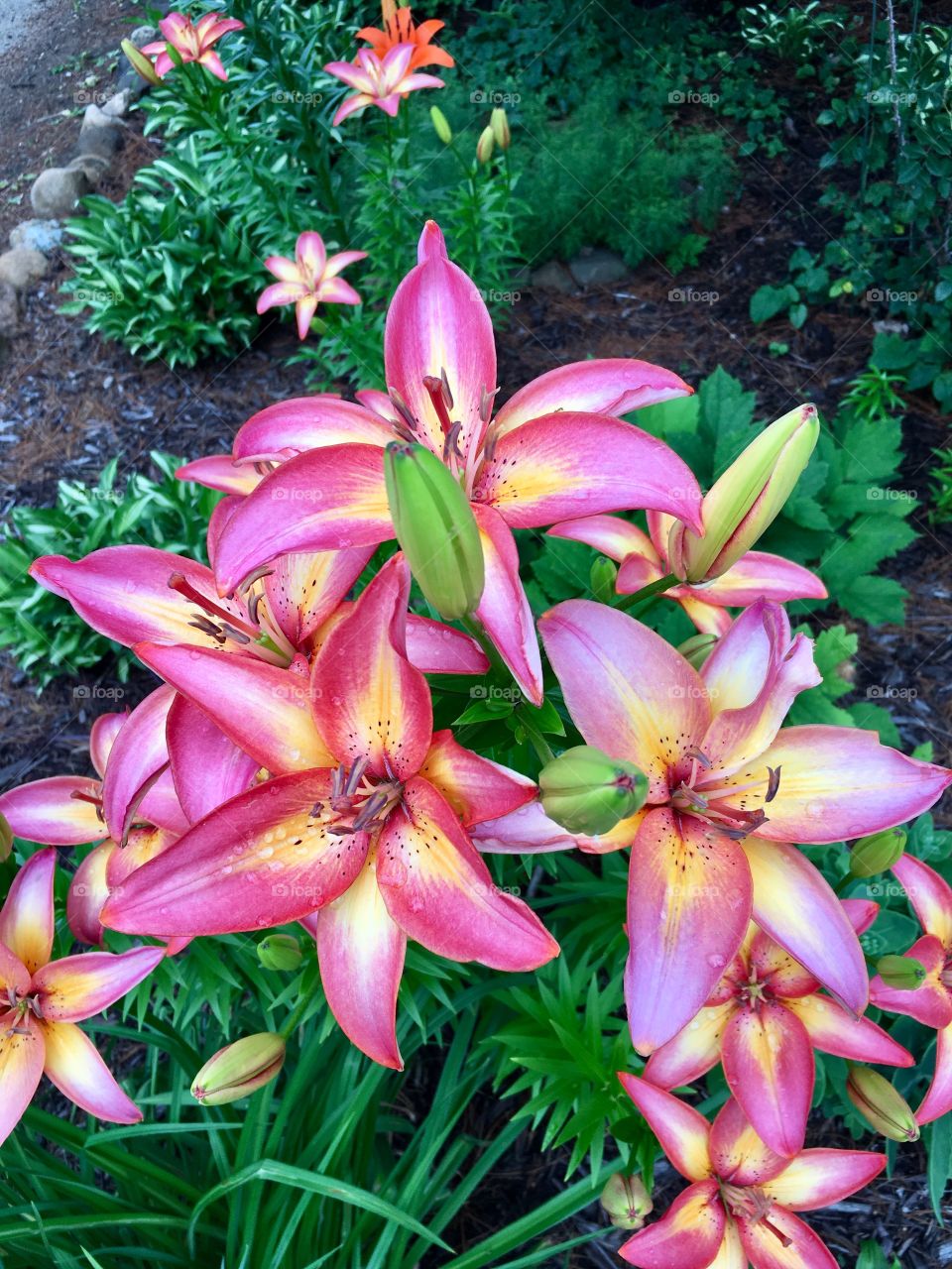 Pink and yellow group of lilies