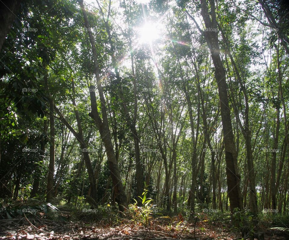 Sunlight through the trees in the jungle