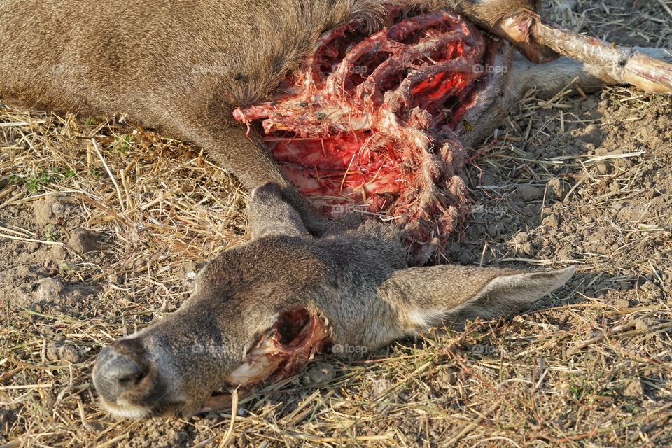 Bloody Deer Carcass