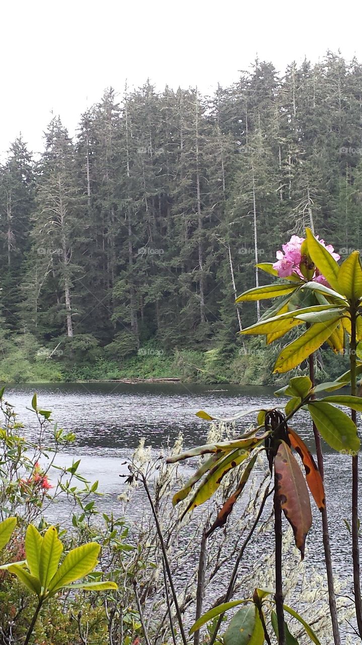 Lake Marie Trail