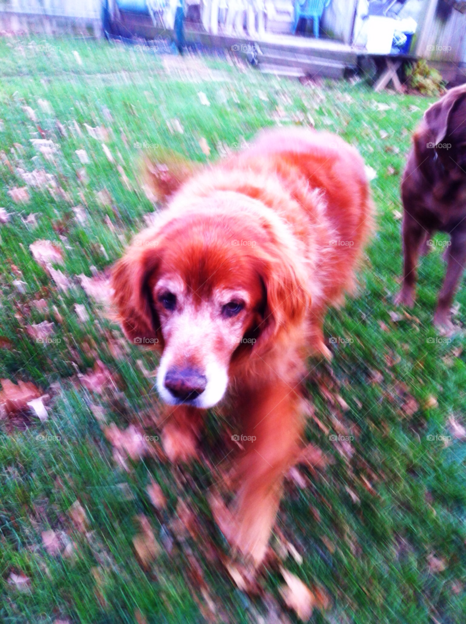 milwaukee golden retriever by doug414