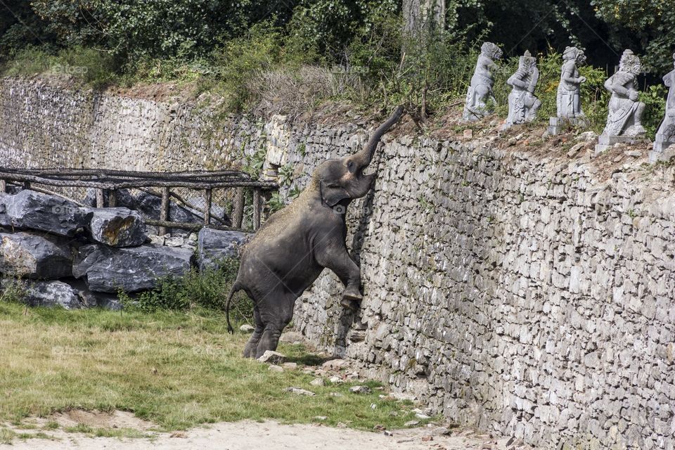 Elephant reaching for some food