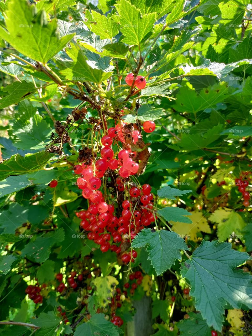 redcurrant