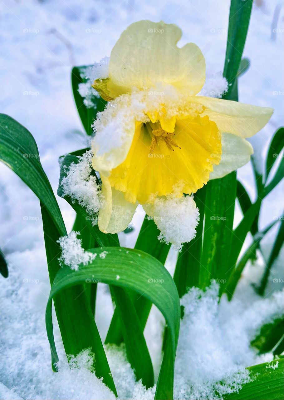 Snow on daffodils 