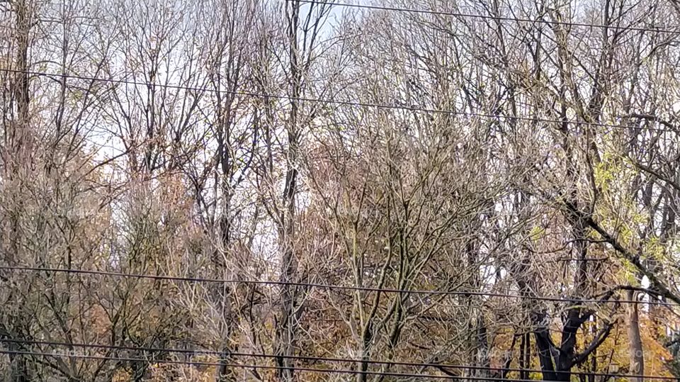 Bello paisaje de otoño