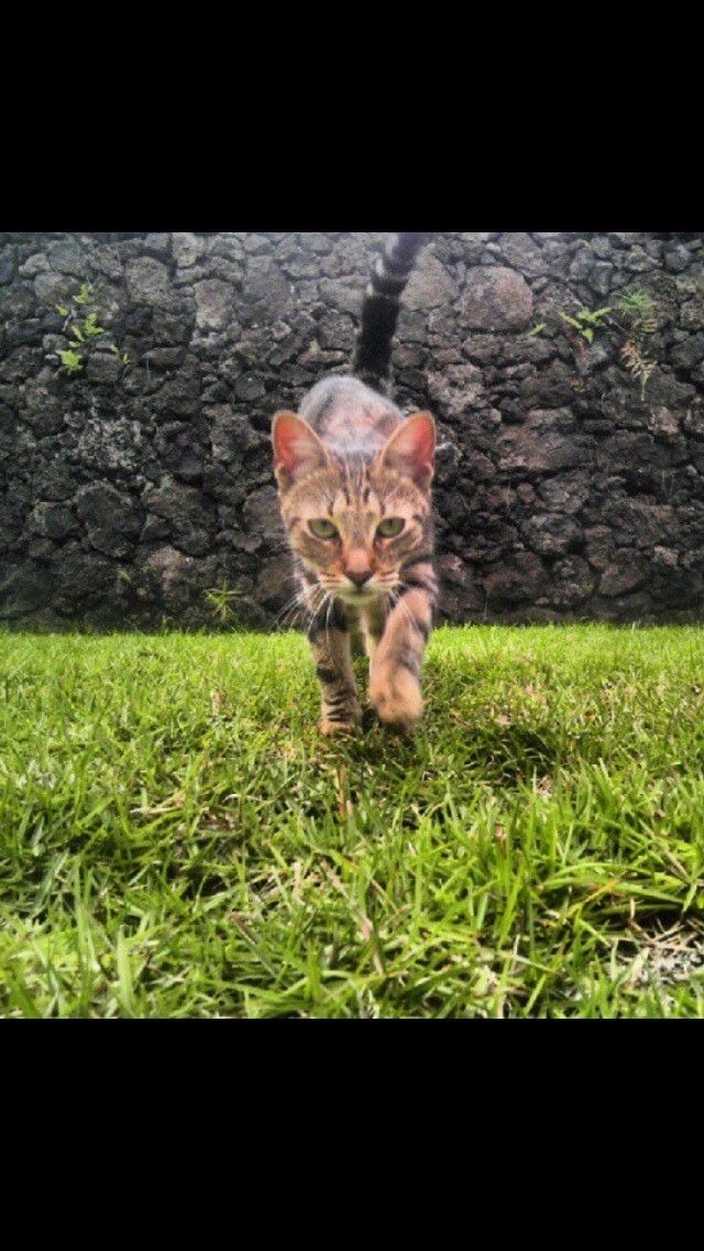 Prowler
